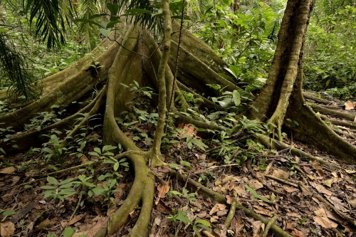 17-nature-photography-tropical-rainforest-photography-semliki-forest-uganda
